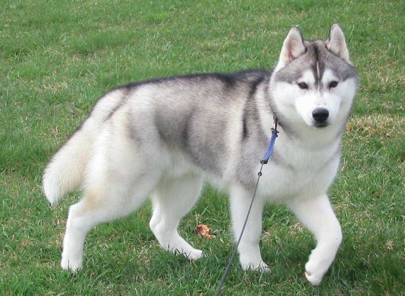 siberian husky kennel